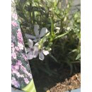 Polsterphlox in rosa-weiß - Phlox subulata ~ Blütenteppich- Flowers~ Frische 1A Qualität