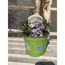 Polsterphlox in rosa-weiß - Phlox subulata ~ Blütenteppich- Flowers~ Frische 1A Qualität