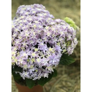 Hortensie mit gefüllter Sternblüte in Blau~ im Topf,jetzt knospig/blühend- eine ganz besonderer Blütenstar