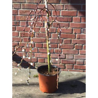 Salix - Kätzchen Weide Hängend - tolles Stamm mit ca 70cm - zauberhafte für Kübel oder Garten - sehr robust