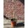 Salix - Kätzchen Weide Hängend - tolles Stamm mit ca 70cm - zauberhafte für Kübel oder Garten - sehr robust