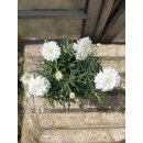 Bornholm-Margerite in weiß gefüllt ~ knospig/blühend ~strahlender Blütenzauber in Frischer 1A Qualität