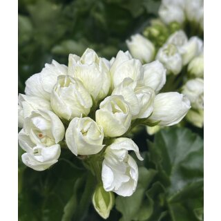 Dänische Pelargonie Royal `Weiße Emma´ im Topf - kräftige ~ knospig /blühend ~ zauberhafte Rarität