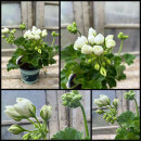 Dänische Pelargonie Royal `Weiße Emma´ im Topf - kräftige ~ knospig /blühend ~ zauberhafte Rarität