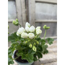 Dänische Pelargonie Royal `Weiße Emma´ im Topf - kräftige ~ knospig /blühend ~ zauberhafte Rarität