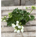 Dänische Pelargonie Royal `Weiße Emma´ im Topf - kräftige ~ knospig /blühend ~ zauberhafte Rarität