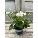 Dänische Pelargonie Royal `Weiße Emma´ im Topf - kräftige ~ knospig /blühend ~ zauberhafte Rarität