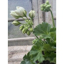 Dänische Pelargonie Royal `Weiße Emma´ im Topf - kräftige ~ knospig /blühend ~ zauberhafte Rarität