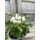 Dänische Pelargonie Royal `Weiße Emma´ im Topf - kräftige ~ knospig /blühend ~ zauberhafte Rarität