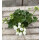 Dänische Pelargonie Royal `Weiße Emma´ im Topf - kräftige ~ knospig /blühend ~ zauberhafte Rarität