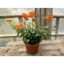 Elfensporn in orange - im großenTopf gewachsen ~...