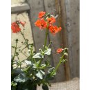 Elfensporn in orange - im großenTopf gewachsen ~...