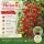 Tomate Philovita ~ Tomatenjungpflanze im großen Topf - Cherrytomate lecker süß-fruchtig-aromatisch