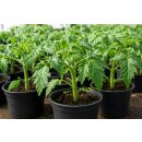 3 TöpfeTomate Philovita ~ Tomatenjungpflanze im 10cm...