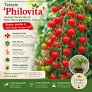 3 TöpfeTomate Philovita ~ Tomatenjungpflanze im 10cm Topf - Cherrytomate lecker süß-fruchtig-aromatisch
