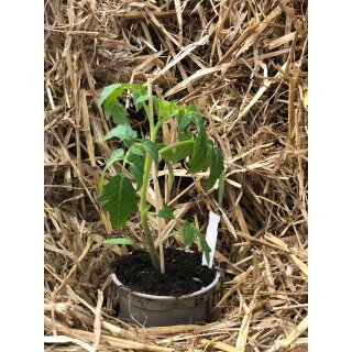 3 Töpfe Tomate Phantasia~ Tomatenjungpflanze im großen Topf - große,runde Tomate süß/aromatisch
