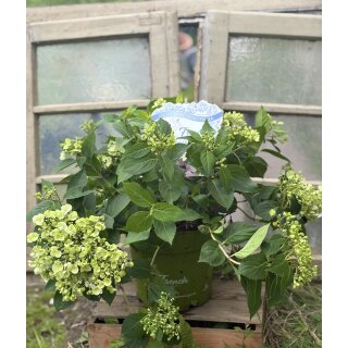 French Bolero Hortensie- jetzt knospig - im XL Topf ~ Neuheit ~ zauberhafte Blüten