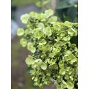 French Bolero Hortensie- jetzt knospig - im XL Topf ~ Neuheit ~ zauberhafte Blüten