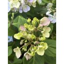 French Bolero Hortensie- jetzt knospig - im XL Topf ~ Neuheit ~ zauberhafte Blüten