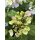 French Bolero Hortensie- jetzt knospig - im XL Topf ~ Neuheit ~ zauberhafte Blüten