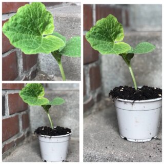 3 Pflanzen Zucchini gelb "Bananowy Song" F1- Top Sorte~ Gemüsejungpflanze im Topf ~ Gemüsegarten