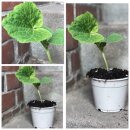 3 Pflanzen Zucchini gelb "Bananowy Song" F1-...