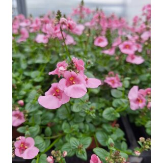 Rosa Elfensporn  im Topf gewachsen~  jetzt knospig/blühend~ Sommergarten zart und verspielt