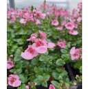 Rosa Elfensporn  im Topf gewachsen~  jetzt knospig/blühend~ Sommergarten zart und verspielt