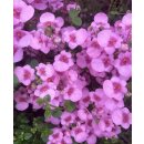 Rosa Elfensporn  im Topf gewachsen~  jetzt knospig/blühend~ Sommergarten zart und verspielt