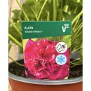 Stockrosen violett gefüllt ~Alcea Chaters Violett ~...