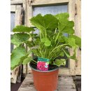 Stockrosen violett gefüllt ~Alcea Chaters Violett ~...