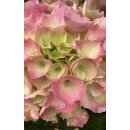 Beauty Hortensie~ hellrosa Traum Hortensie ~jetzt knospig/blühend mit mind. 7 Blüten~für Ihre Sommerdekobepflanzung
