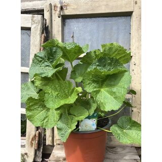 Stockrosen weiß gefüllt ~Alcea Chaters White ~ im großen 5 Liter XL Topf -Knospig - kräftige Solitärqualität