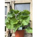 Stockrosen weiß gefüllt ~Alcea Chaters White ~...