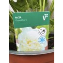 Stockrosen weiß gefüllt ~Alcea Chaters White ~...