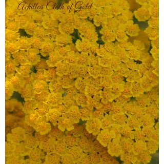 Schafgarbe ~ Achillea Coronation Gold... im großen XL 3 Liter Topf ~ Sommerfreuden in goldgelb