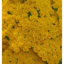 Schafgarbe ~ Achillea Coronation Gold... im großen...