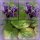 Epimedium Lilafee  ~ zauberhafte Garten - Elfenblume