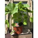 Stockrosen apricot gefüllt ~Alcea Chaters Apricot ~...