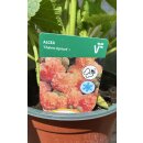 Stockrosen apricot gefüllt ~Alcea Chaters Apricot ~...