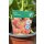 Stockrosen apricot gefüllt ~Alcea Chaters Apricot ~ im großen 5 Liter XL Topf -Knospig - kräftige Solitärqualität