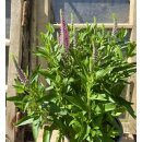 Rosa Ehrenpreis ~ Veronica Spicata ~ großer XL...