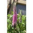 Rosa Ehrenpreis ~ Veronica Spicata ~ großer XL...