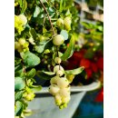 Symphoricarpos /Schneebeere White Hedge im großen...