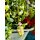 Symphoricarpos /Schneebeere White Hedge im großen Topf ~Herbstdeko ~ beliebte Bienenweide