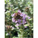 Rosen-Thymian ~Summerdreams  im großen Topf ~ Bienenweide -duftige Staude für sonnige Plätze - Bodendecker Thymus