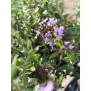 Rosen-Thymian ~Summerdreams  im großen Topf ~ Bienenweide -duftige Staude für sonnige Plätze - Bodendecker Thymus