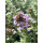 Rosen-Thymian ~Summerdreams  im großen Topf ~ Bienenweide -duftige Staude für sonnige Plätze - Bodendecker Thymus