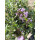 Rosen-Thymian ~Summerdreams  im großen Topf ~ Bienenweide -duftige Staude für sonnige Plätze - Bodendecker Thymus