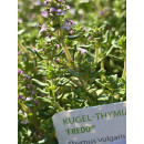 Kugel-Thymian Fredo im großen Topf ~ Bienenweide -duftige Staude für sonnige Plätze Kräuterkugel